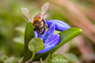 Close-up of butterfly pollinating on purple flower