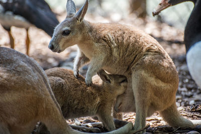 Baby kangaroo gets feeded 