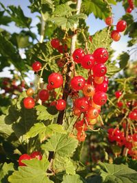 Close-up of berries growing on tree