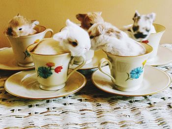 View of a cat on table