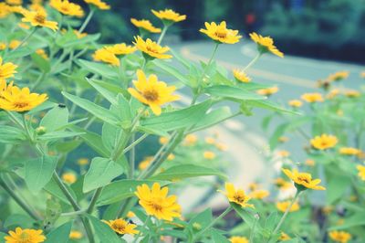 Close-up of yellow flowering plants on field