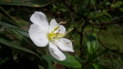 Close-up of white flowering plant