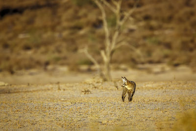 Cheetah running on field