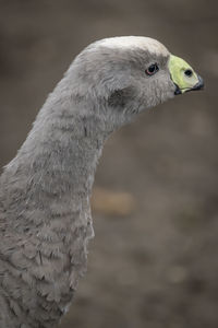 Close-up of duck