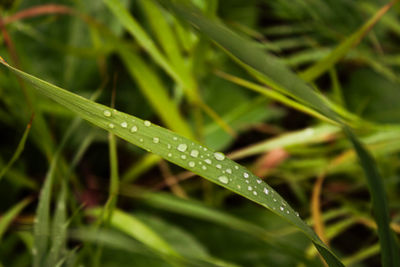 Close-up of water drops on grass