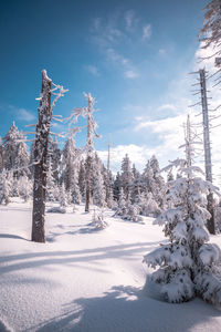 Snow covered trees on field against sky