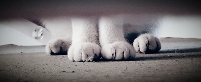 Close-up of a cat lying on floor