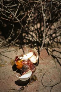 Close-up view of crab