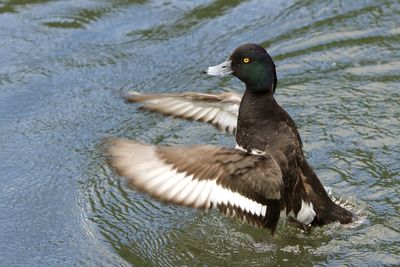 Duck spreading wings in lake