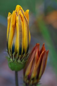 Close-up of yellow tulip