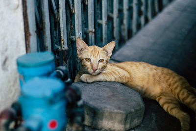 Portrait of cat resting outdoors