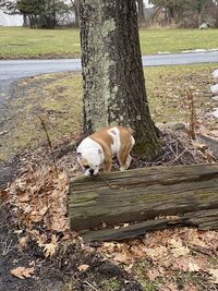 Dog standing on field by tree trunk