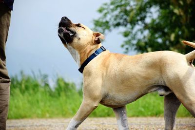 View of a dog looking away