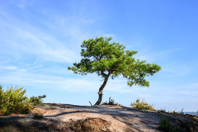 tree