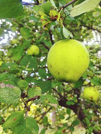 Low angle view of fruits hanging on tree