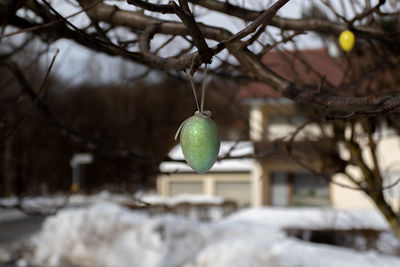 Close-up of fruit on tree