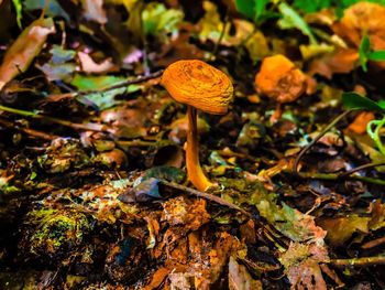 Close-up of mushroom growing on plant