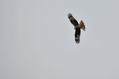 Low angle view of eagle flying against clear sky