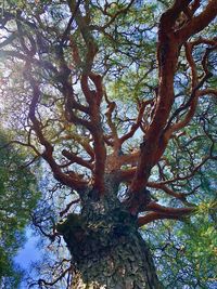 Low angle view of tree against sky