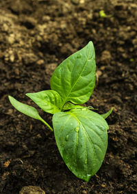 High angle view of green leaf on field