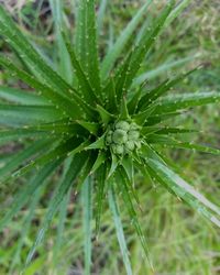 Close-up of cactus plant growing on field