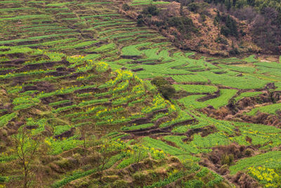 High angle view of rice field