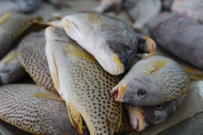 Close-up of fish for sale at muscat  fish market
