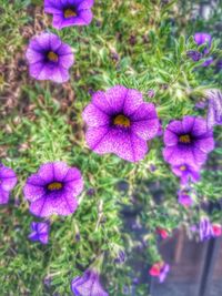 Close-up of purple flowers blooming on field