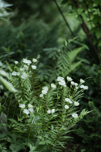 Close-up of white flowering plant