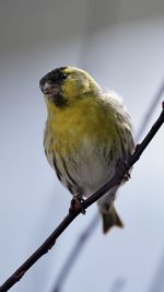 Close-up of bird perching on branch