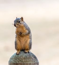 Close-up of squirrel on rock