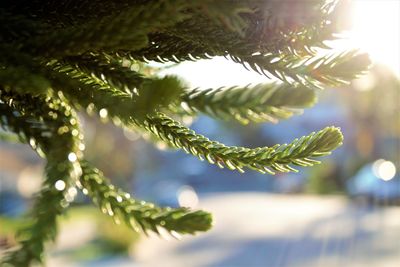 Close-up of pine tree branch
