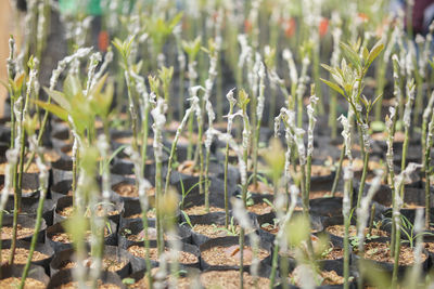 Close-up of flowering plants on field