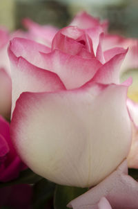 Close-up of pink roses