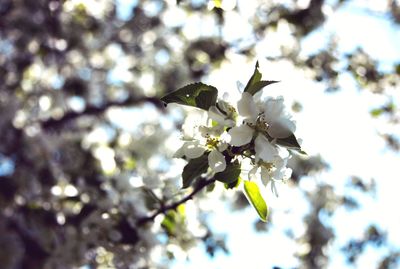 Close-up of cherry blossoms on tree