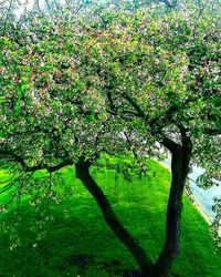 Trees growing in a park