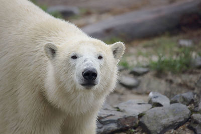 Close-up portrait of polar bear