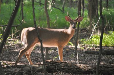 Portrait of deer standing in forest