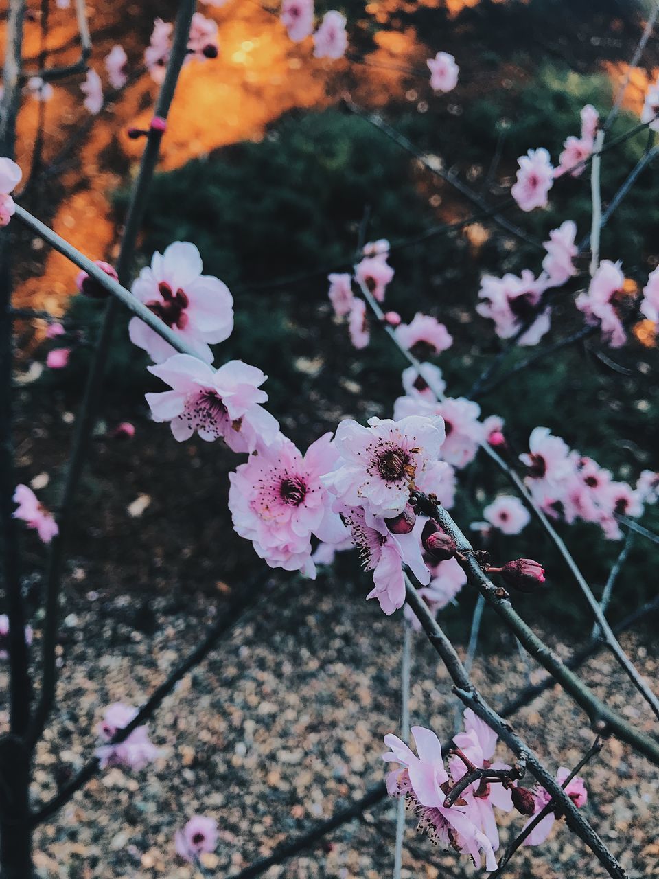 CLOSE-UP OF PINK CHERRY BLOSSOM