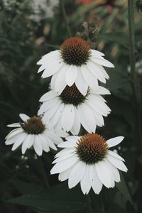 Close-up of white flowering plant