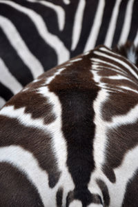 Close-up of zebra