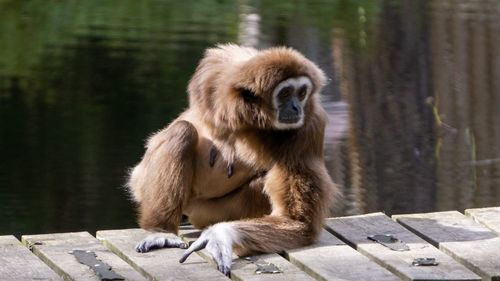 Lion sitting on wood in zoo