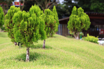 Plants growing on field in park