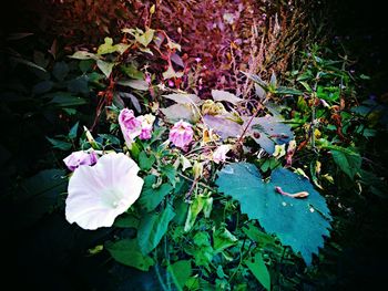 High angle view of flowers blooming outdoors