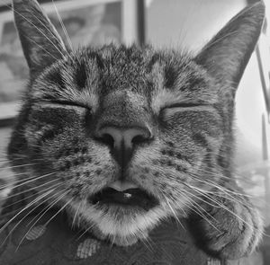 Close-up of a cat with eyes closed