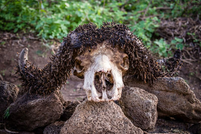 Close-up of buffalo skull 