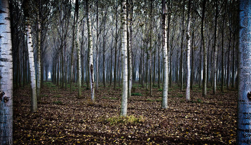 Trees in forest