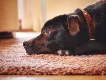 Close-up of dog resting on rug