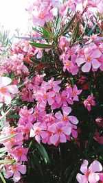 Close-up of pink flowers