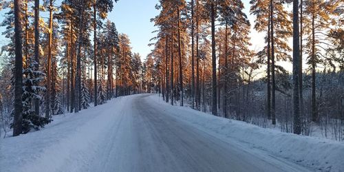 Snow covered road amidst trees in forest during winter